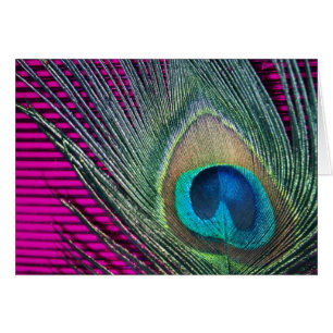 Peacock magenta con líneas