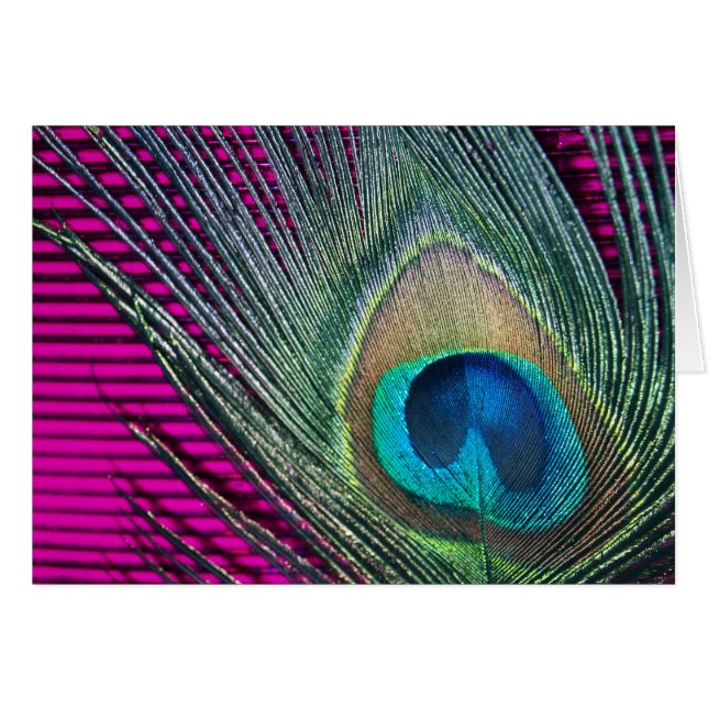 Peacock magenta con líneas (Anverso (Horizontal))