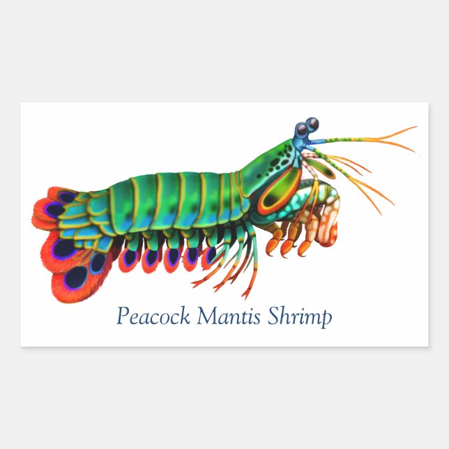 Peacock Mantis Shrimp Reef Creef Pegatina (Anverso)