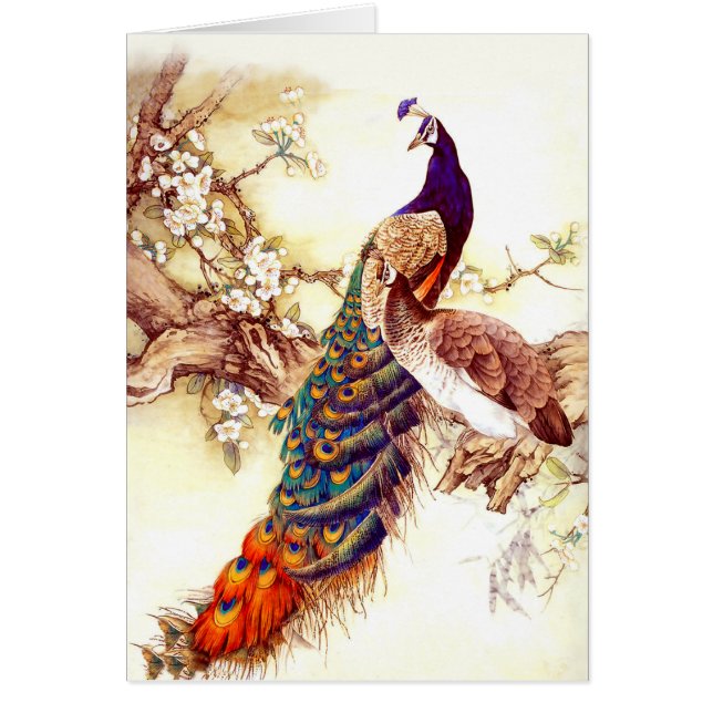 Peacock Royal (Frente)