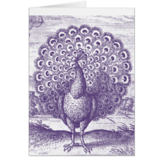Peacock, un grabado vintage