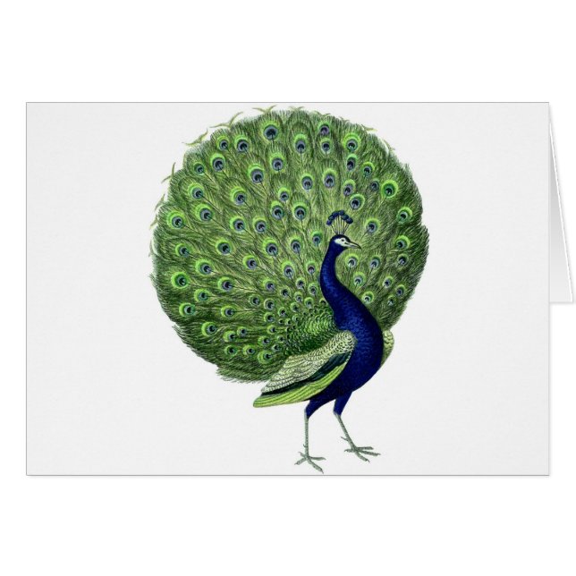 Peacock vintage (Anverso (Horizontal))