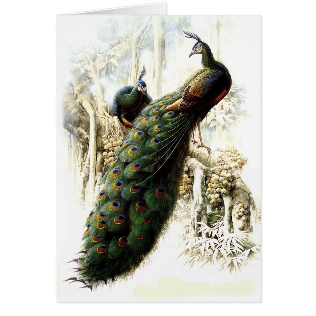 Peacocks en reposo (Frente)