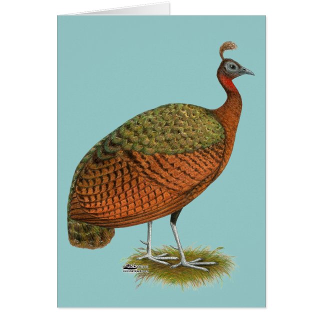 Peafowl: Congo Peahen (Frente)
