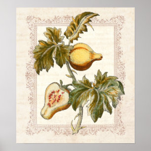 Pear Fruited Solanum Country Kitchor Decoración