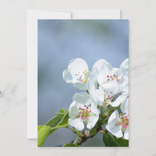 Pear tree blooming (Anverso)