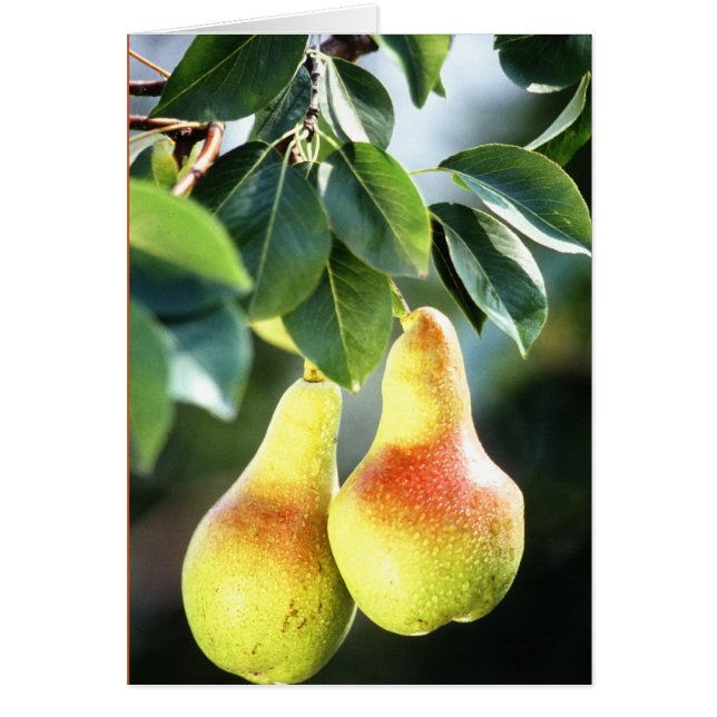 Pears on a Tree Photograph (Frente)