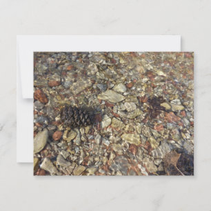 Pebbles en la fotografía de la naturaleza de Taylo