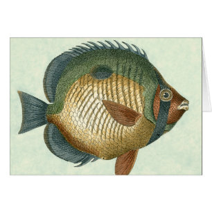 Peces coloridos