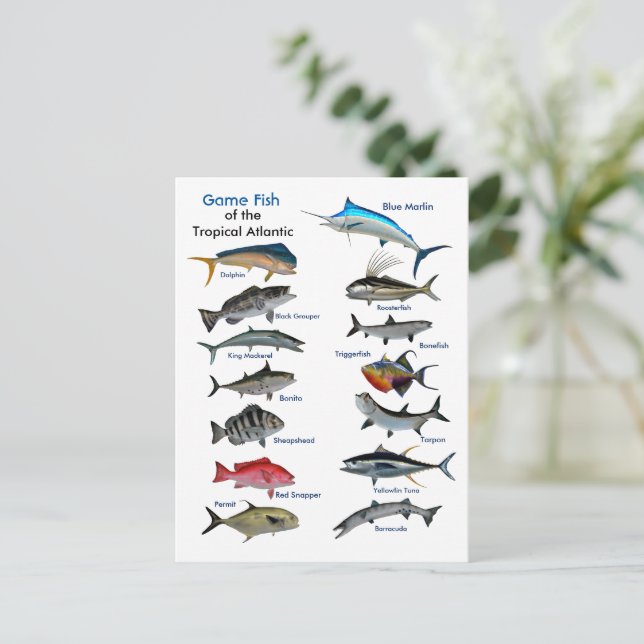 Peces de caza de la postal tropical atlántica (Anverso de pie)