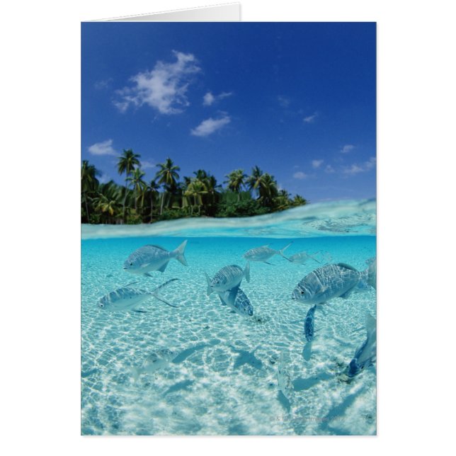 Peces en el mar (Frente)