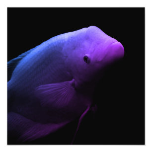 Peces en tanque - Fotografía de arte