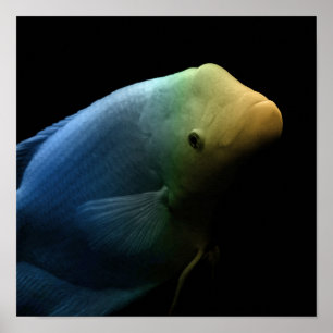 Peces en tanque - Fotografía de arte