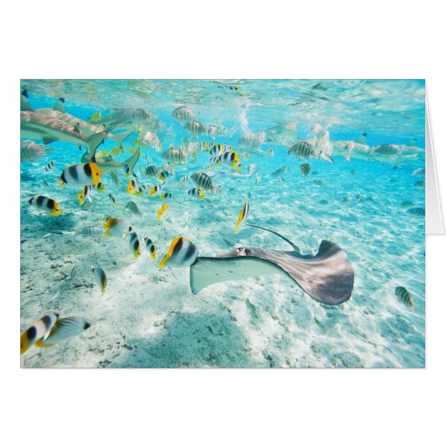 Peces tropicales (Anverso (Horizontal))