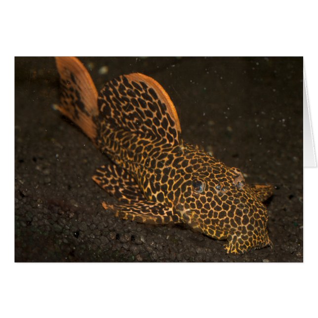 Peckoltia Compta (Anverso (Horizontal))