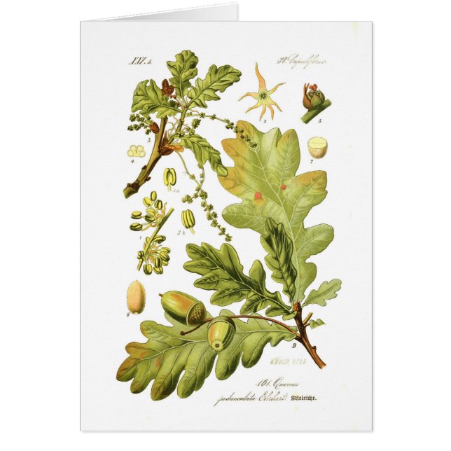 Pedunculata del quercus (roble inglés) (Frente)