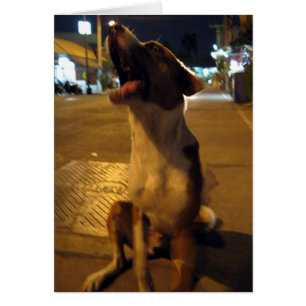 Pee Mai... Perro Soi, Tailandia