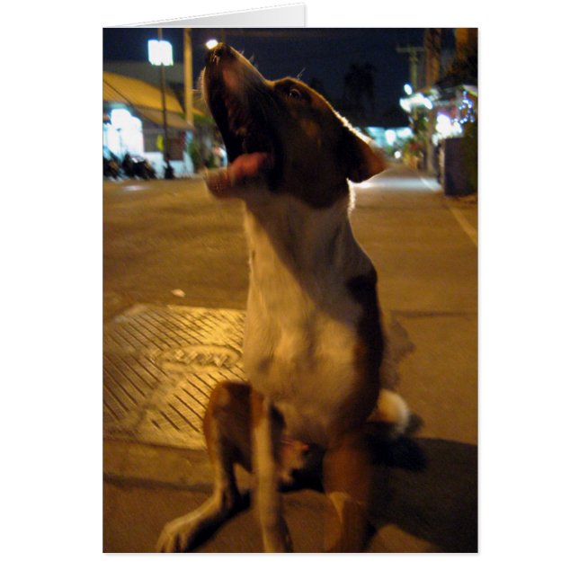 Pee Mai... Perro Soi, Tailandia (Frente)