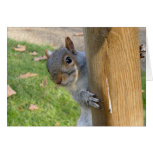 ¡Peek-a-Boo!