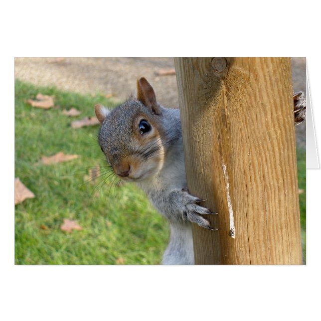 ¡Peek-a-Boo! (Anverso (Horizontal))