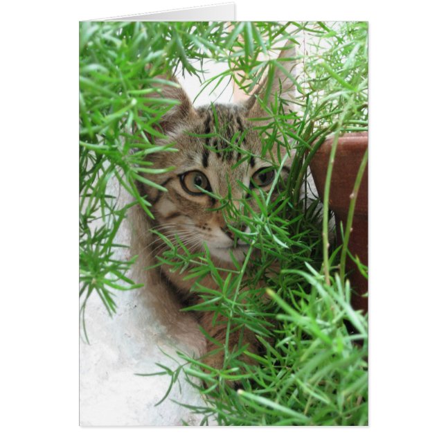 ¡Peek-a-boo! (Frente)