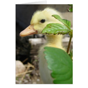 Peek-A-Boo Duckling