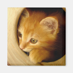 ¡Peek-A-Boo! Gatito - imán