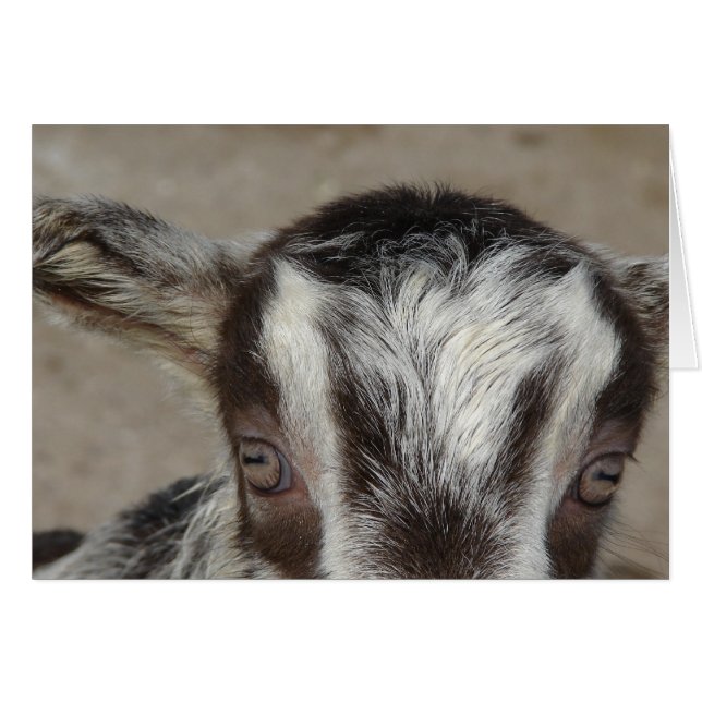 Peek-A-Boo te veo (Anverso (Horizontal))