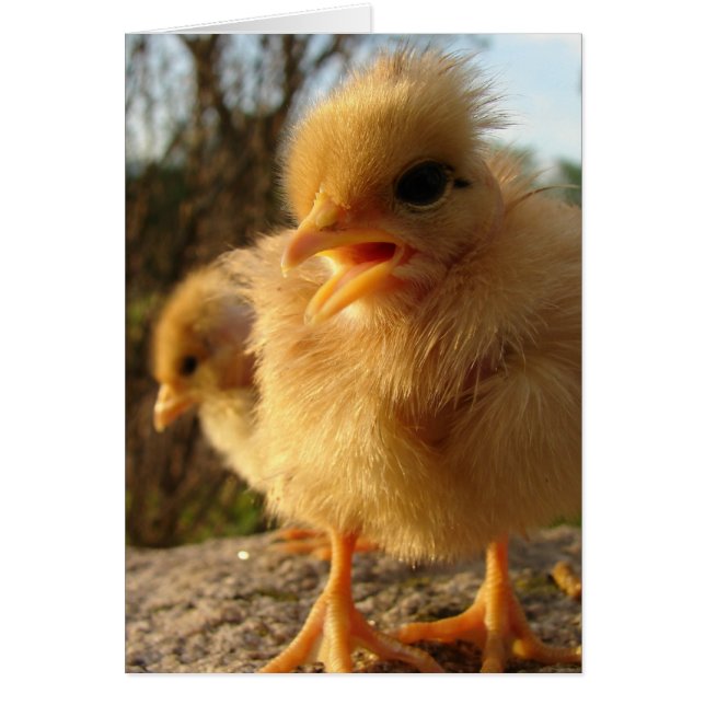 ¡Peep! ¡Peep! (Frente)