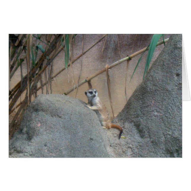 Peerkat Meerkat (Anverso (Horizontal))