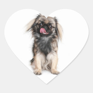 Pegamento / Etiqueta de corazón de cachorro de Pek