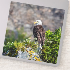 Pegatina Águila calva sentada en la roca