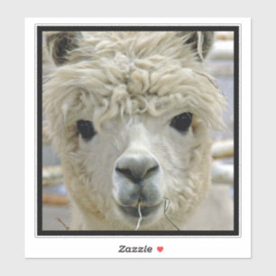 Pegatina Alpaca