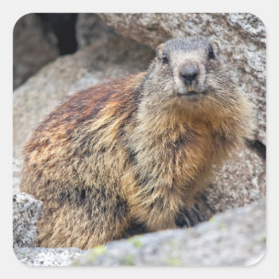 Pegatina Alpine Marmot
