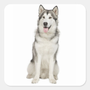 Pegatina Ama Alaskan Malamute Cachorro Gris y Negro