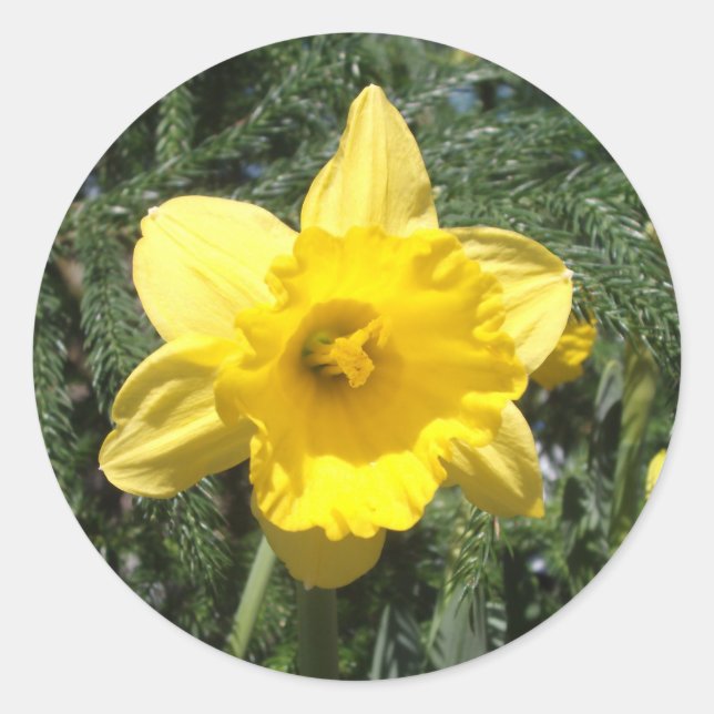 Pegatina amarillo Daffodil (Anverso)