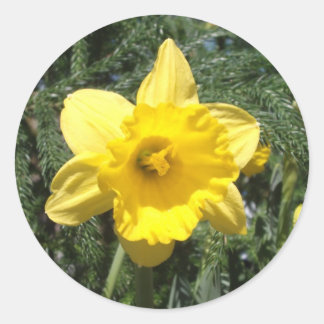 Pegatina amarillo Daffodil