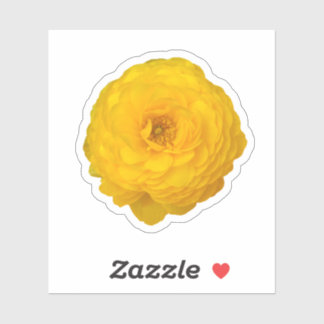 Pegatina Amarillo Transvaal Daisy Blossom