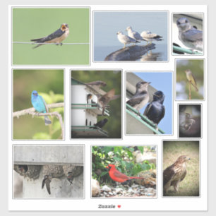 Pegatina Amor por las aves