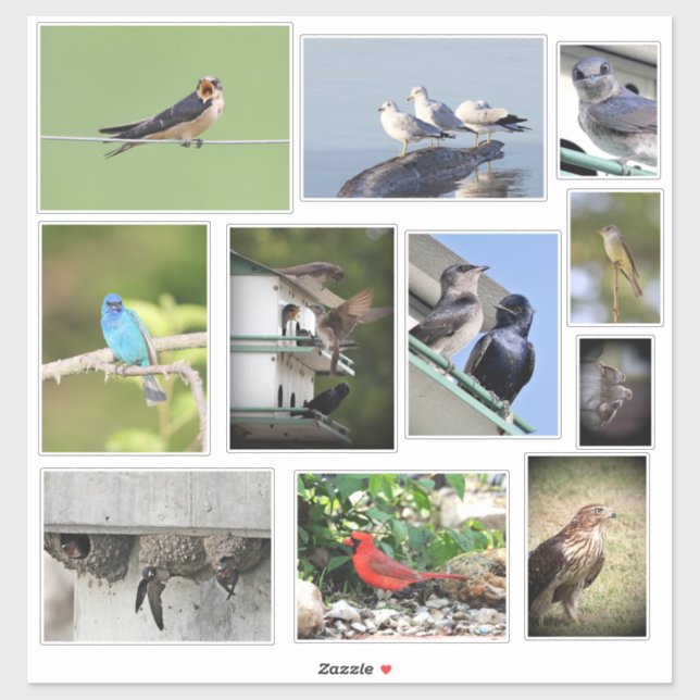 Pegatina Amor por las aves (Hoja)