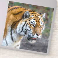 Amur tiger