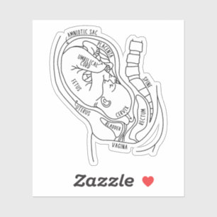 Pegatina Anatomía de embarazo, feto in útero, regalo de par