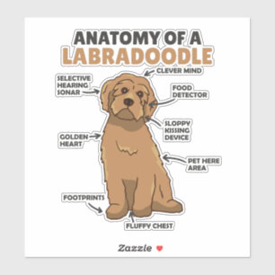 Pegatina Anatomía De Un Cachorro De Cañón De Labradoodle