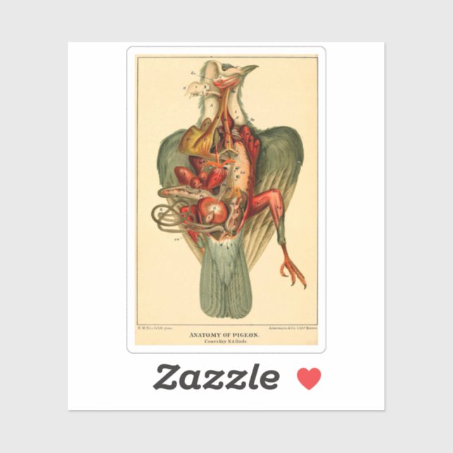 Pegatina Anatomía de una paloma (Hoja)