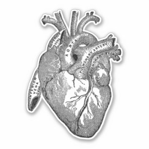 Pegatina Anatomía humana vintage Corazón negro