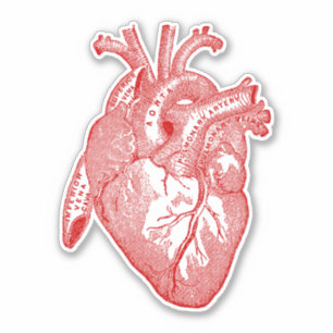 Pegatina Anatomía humana vintage Corazón Rojo