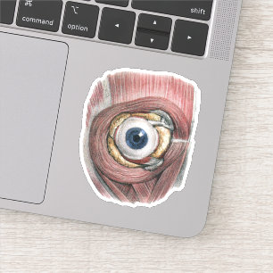 Pegatina Anatomía humana vintage, ojo con músculos
