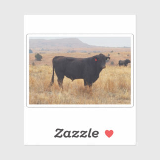 Pegatina Angus negros Steer Grazing con su manada