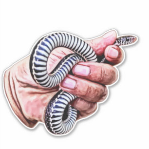 Pegatina animales salvaje mano sujetando un reptil de serpi