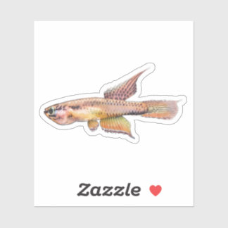 Pegatina aphyosemion bitaeniatum ijebu ode Killifish